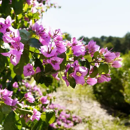 Maison Chapron De Standing Avec Piscine, Calme Et Golf A *