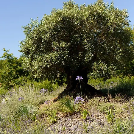 Maison Chapron De Standing Avec Piscine, Calme Et Golf A Biscarrosse