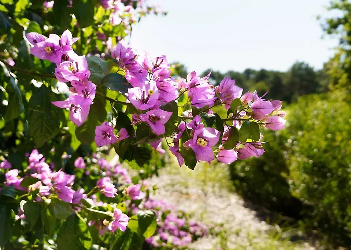 Maison Chapron De Standing Avec Piscine, Calme Et Golf A *