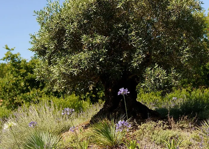 Maison Chapron De Standing Avec Piscine, Calme Et Golf A 比斯卡罗斯